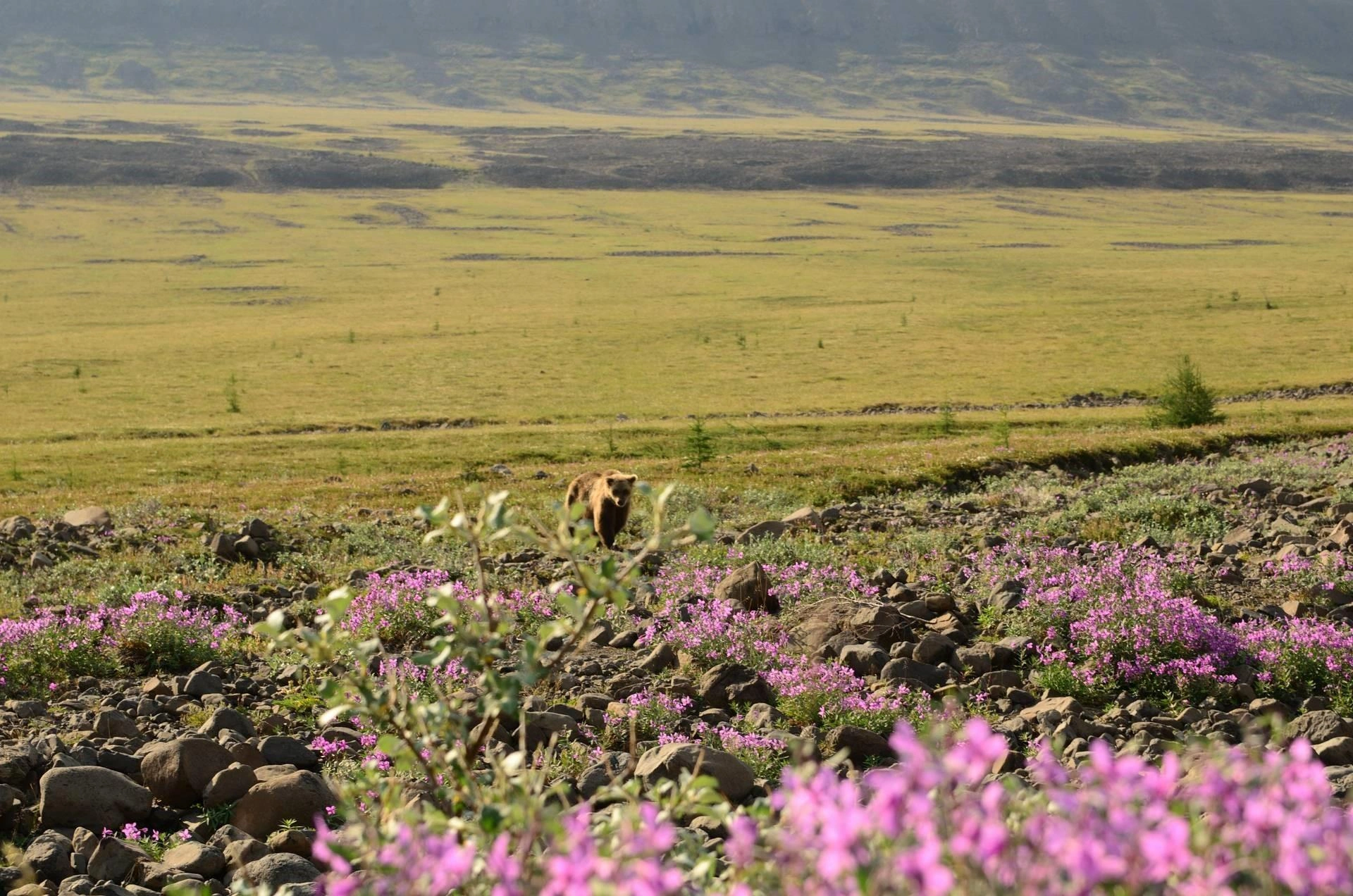 A bear in Siberia