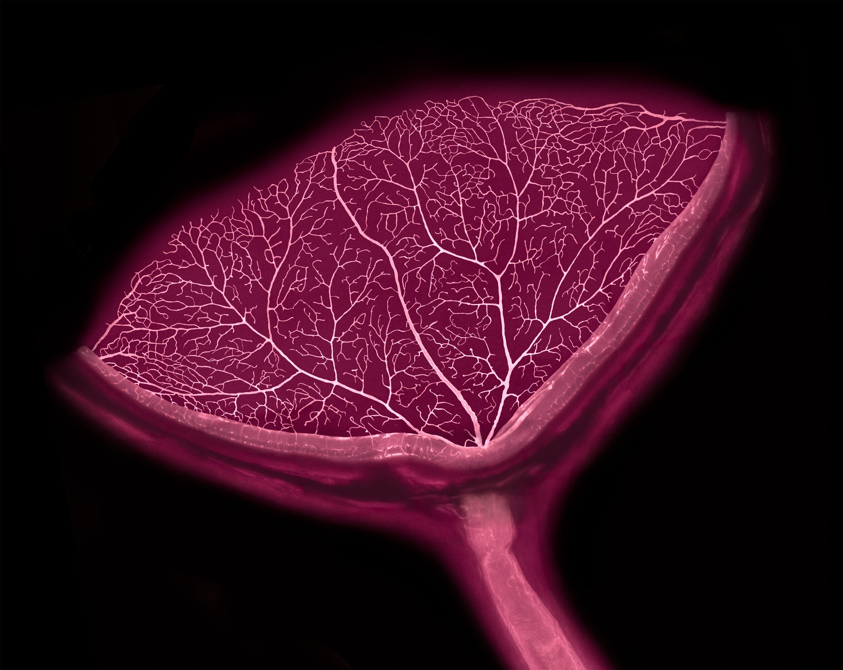 A pink and white image of a mouse's eye, showing optic nerve and blood vessels