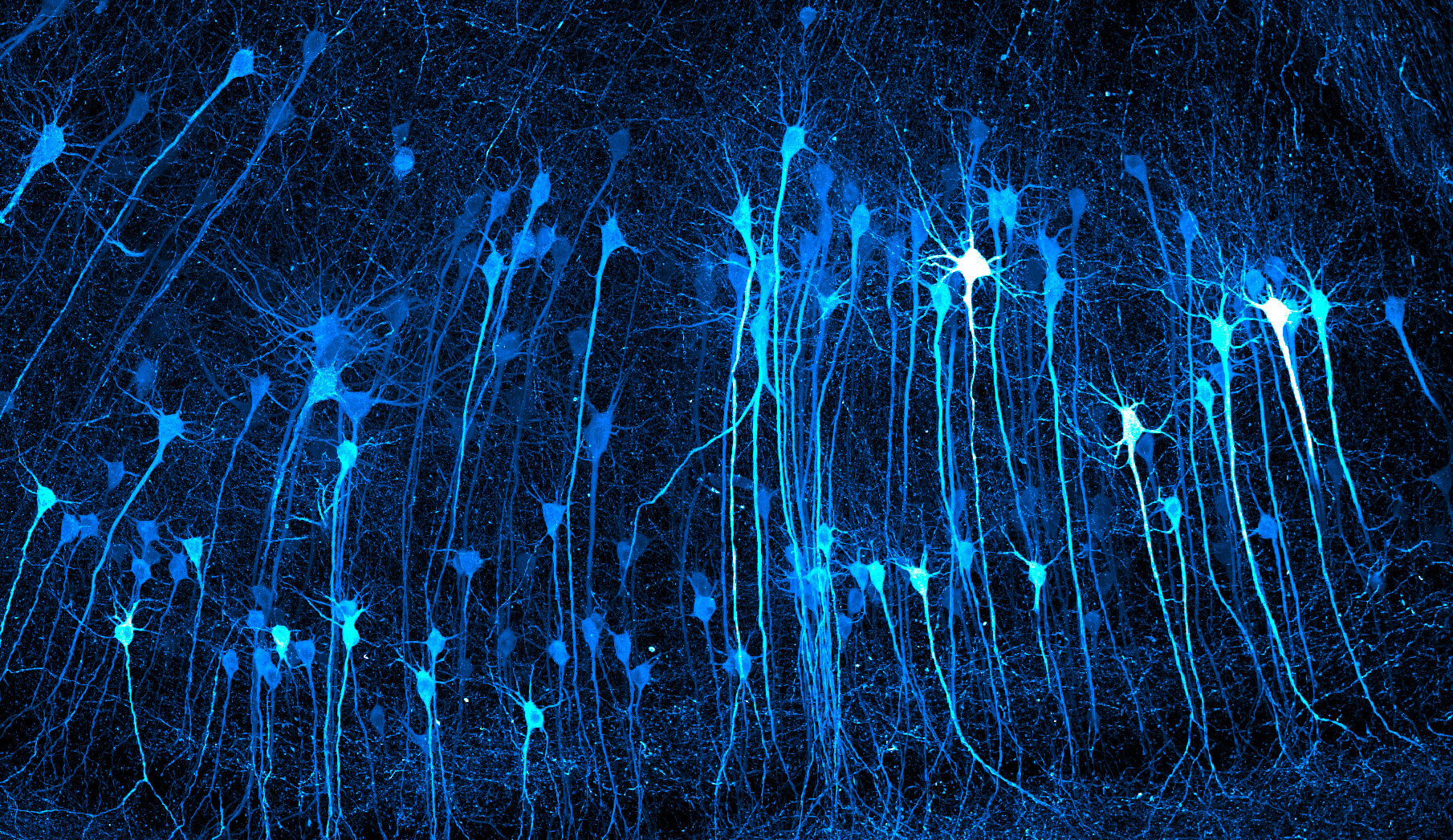 Glowing blue and white strands against a black background