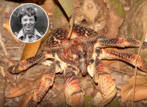 Collage. Amelia Aerhart / Coconut crabs.