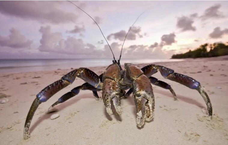 The coconut crab has the strongest pinch of any crustacean.