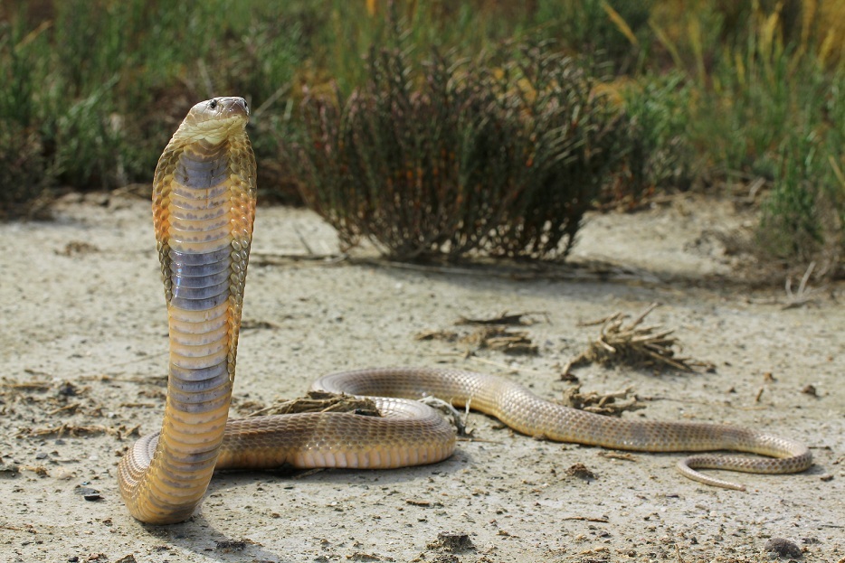 caspian cobra