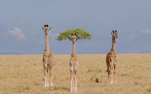 3 giraffes
