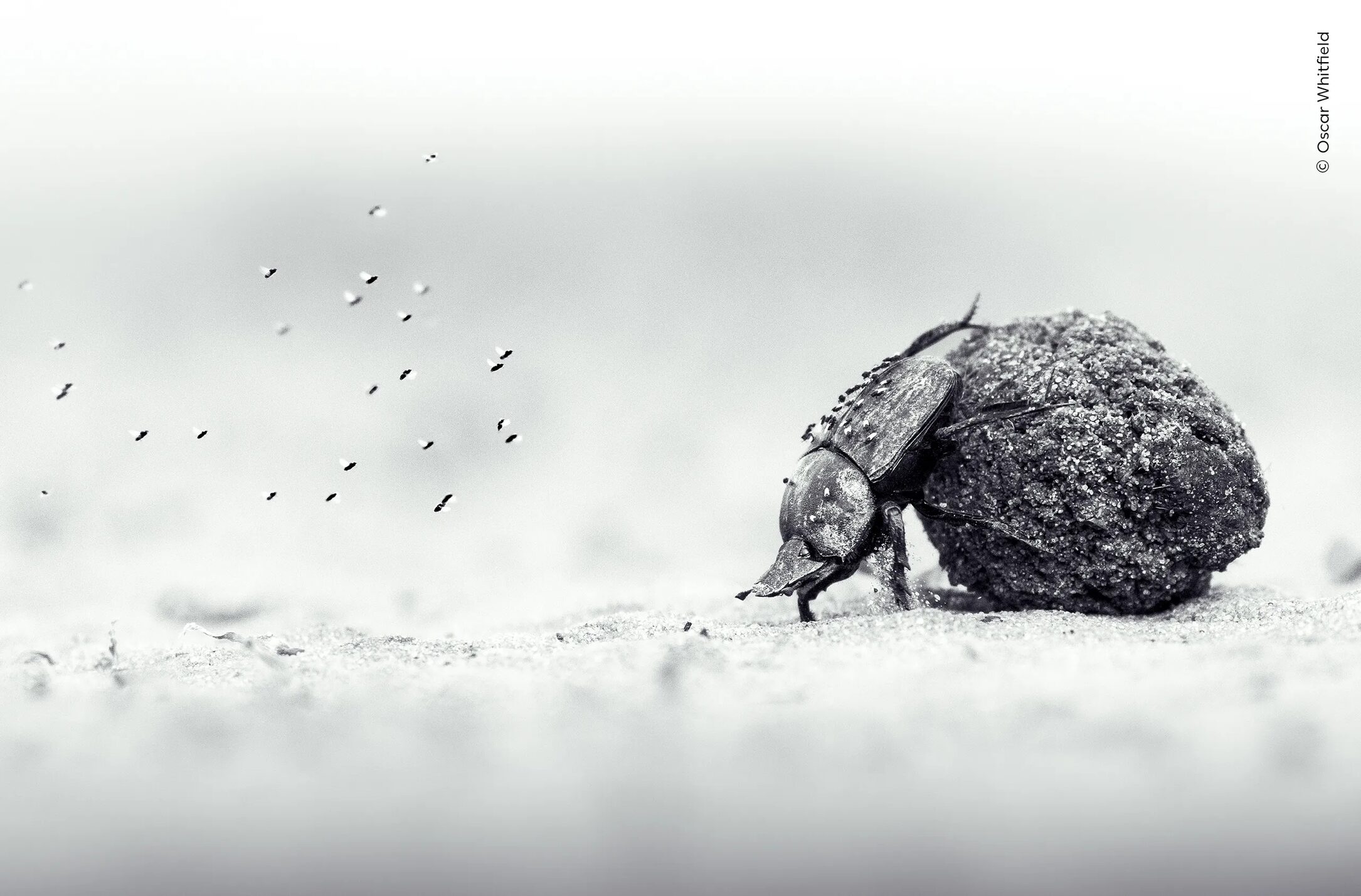 A dung beetle rolling a ball of dung