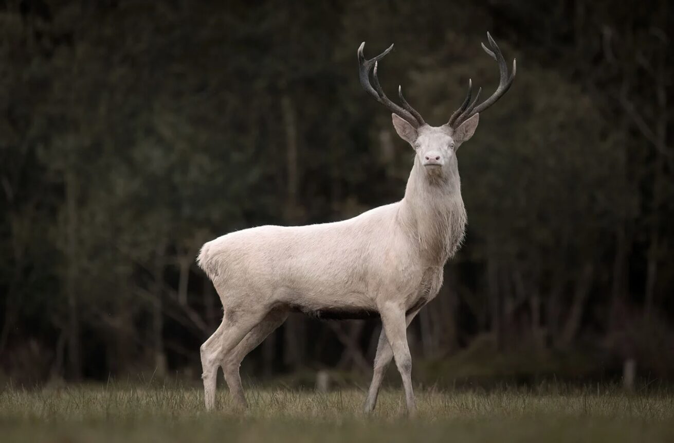 The white stag stands staring directly into the lens. Photo: Brian Johnston