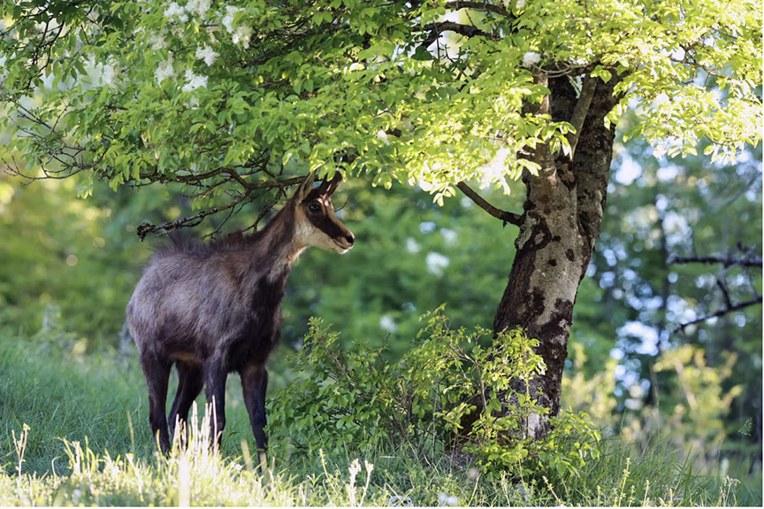 chamois in woods