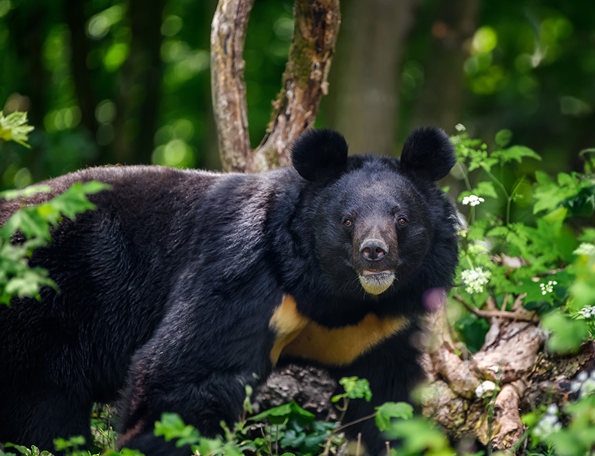 Asiatic black bear in forest