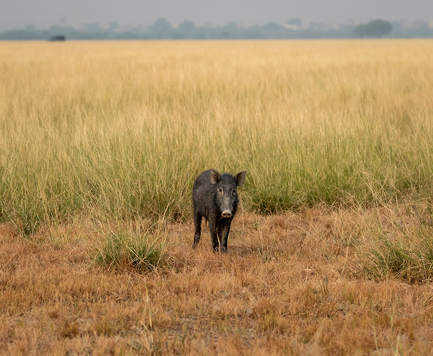 wild boar on edge of field