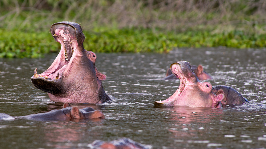 two hippos mouths agape