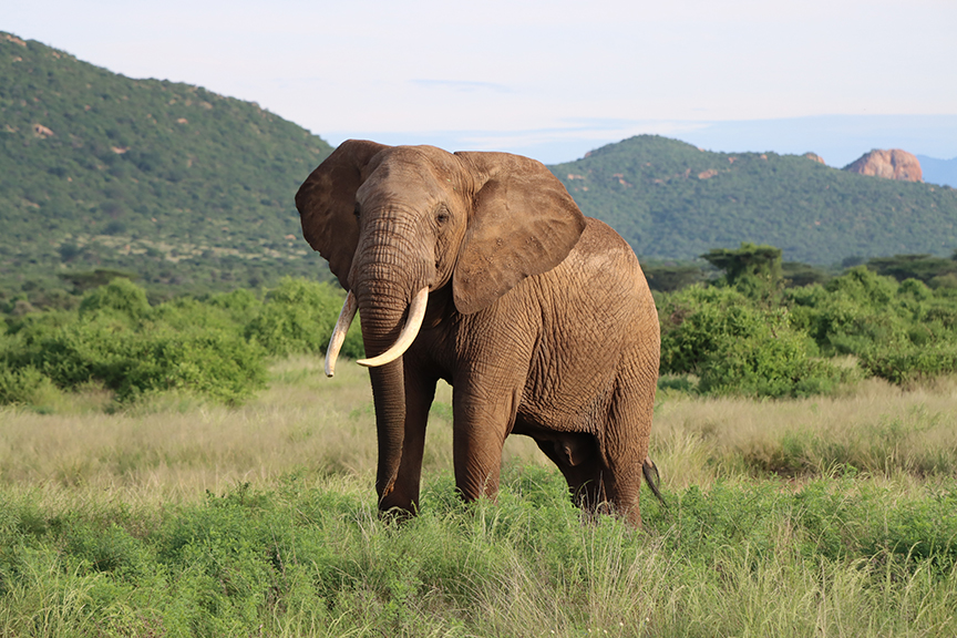 elephant