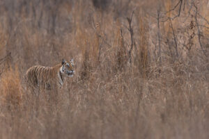 Tiger in India.