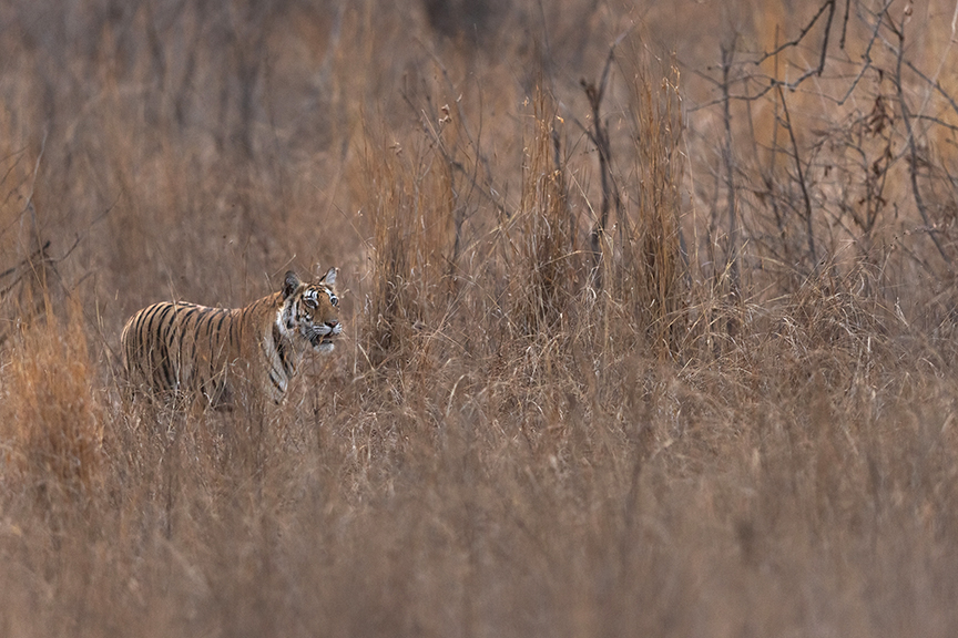 Tiger in India.