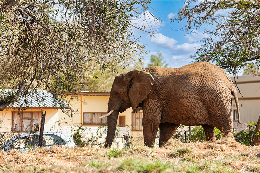 Elephant in African village