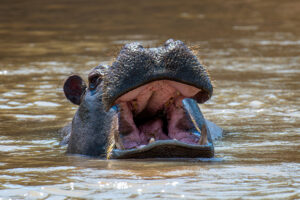 hippo
