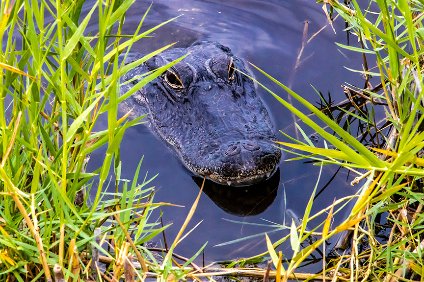 alligator