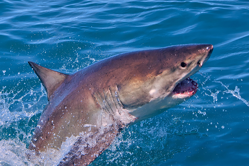 Great white shark leaping