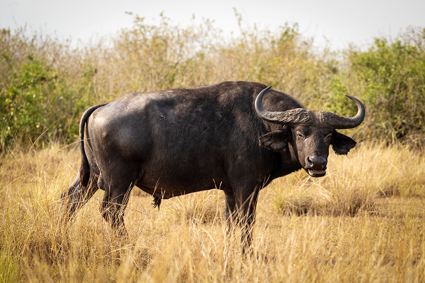 Cape buffalo in Uganda grasslands