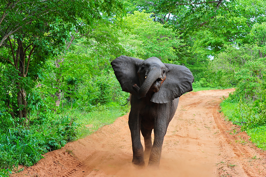 A charging elephant on a dusty road