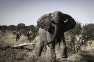 charging elephant