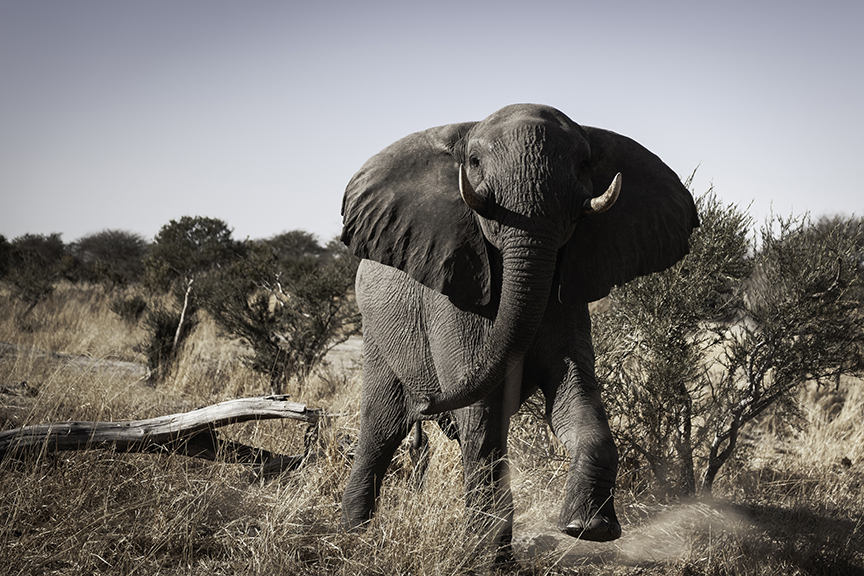 charging elephant