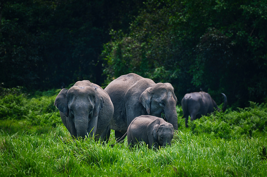 A herd of elephants in rural India. 