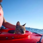 Update: The Cat and the Round-The-World Cyclist